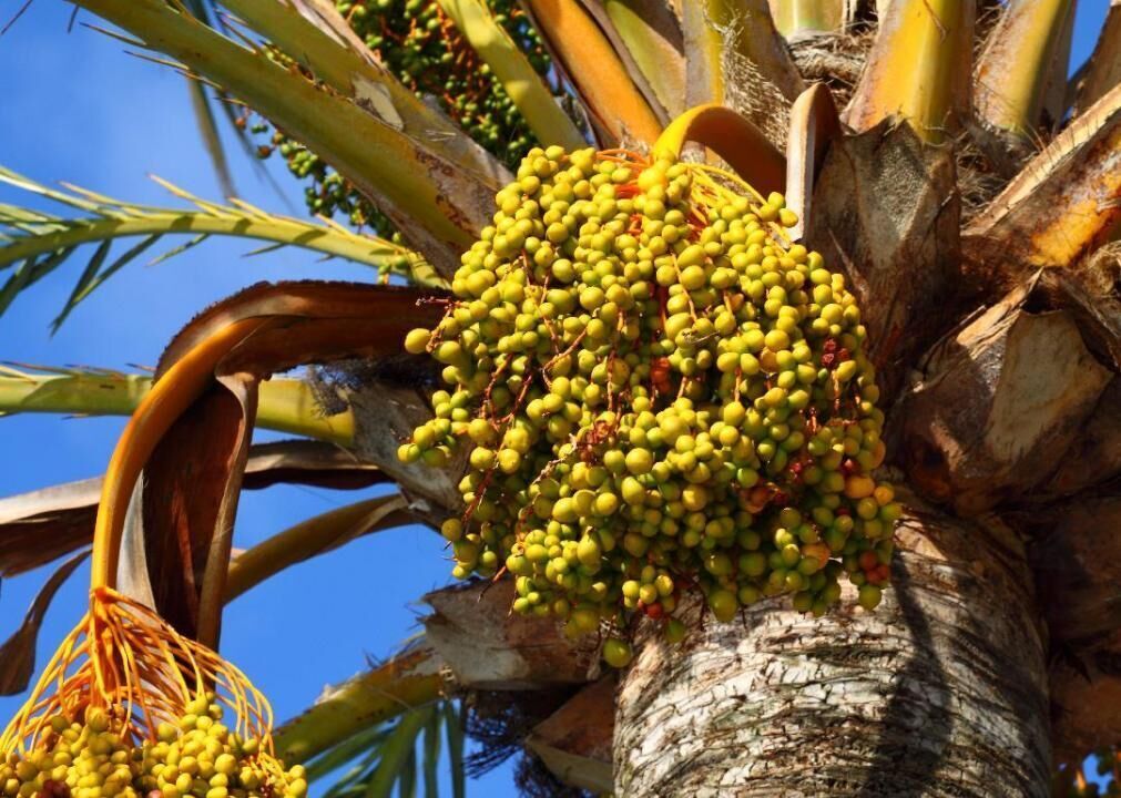 Palm oil